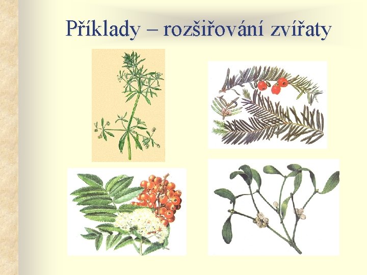 Příklady – rozšiřování zvířaty 