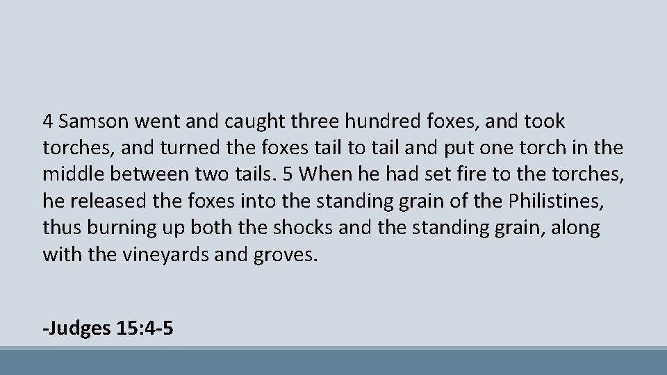 4 Samson went and caught three hundred foxes, and took torches, and turned the