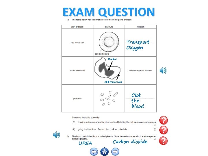 EXAM QUESTION Transport Oxygen Nucleus Cell membrane Clot the blood UREA Carbon dioxide 