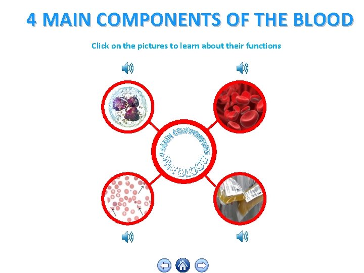 4 MAIN COMPONENTS OF THE BLOOD Click on the pictures to learn about their