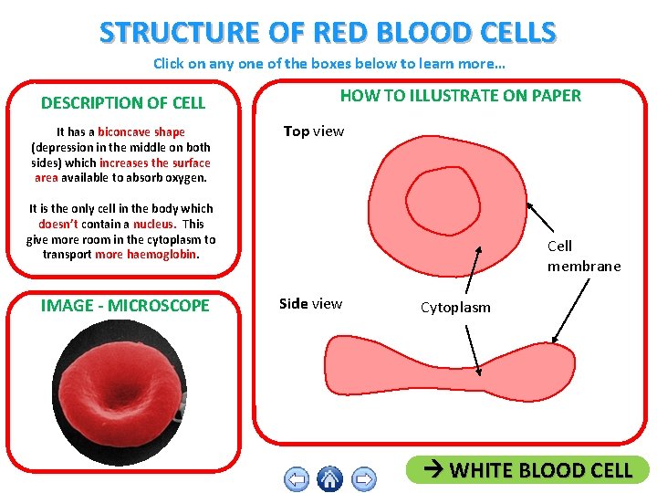 STRUCTURE OF RED BLOOD CELLS Click on any one of the boxes below to
