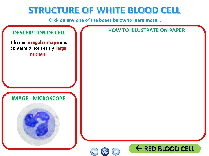 STRUCTURE OF WHITE BLOOD CELL Click on any one of the boxes below to