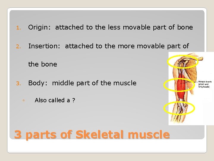 1. Origin: attached to the less movable part of bone 2. Insertion: attached to
