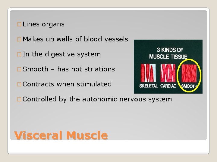 � Lines organs � Makes � In up walls of blood vessels the digestive