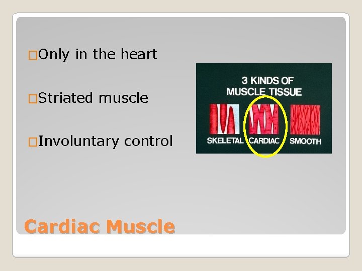 �Only in the heart �Striated muscle �Involuntary control Cardiac Muscle 
