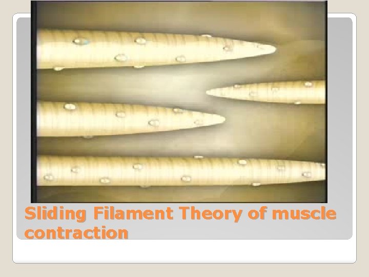 Sliding Filament Theory of muscle contraction 