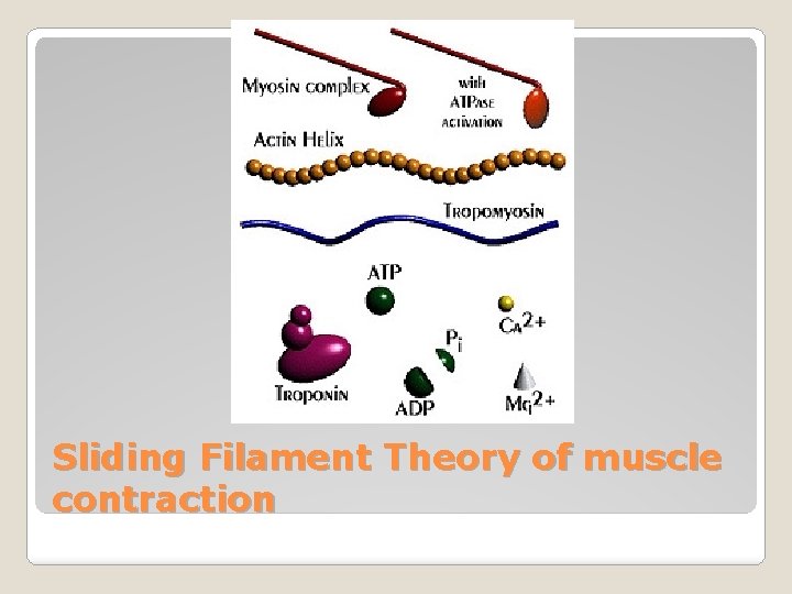 Sliding Filament Theory of muscle contraction 