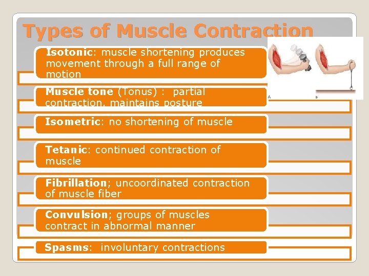 Types of Muscle Contraction Isotonic: muscle shortening produces movement through a full range of