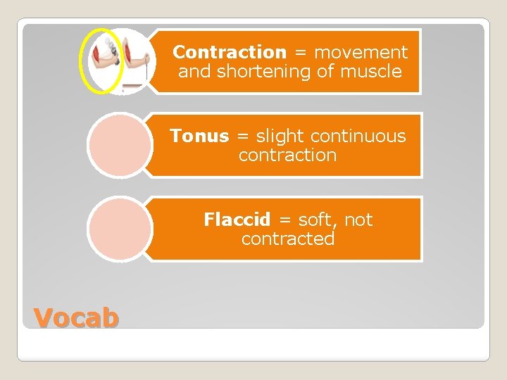 Contraction = movement and shortening of muscle Tonus = slight continuous contraction Flaccid =