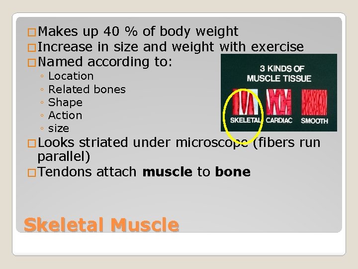 �Makes up 40 % of body weight �Increase in size and weight with exercise