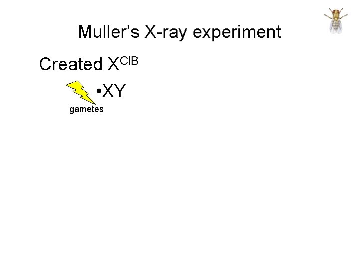Muller’s X-ray experiment Created XCl. B • XY gametes 