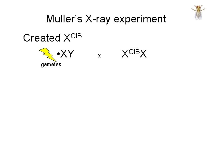 Muller’s X-ray experiment Created XCl. B • XY gametes x XCl. BX 