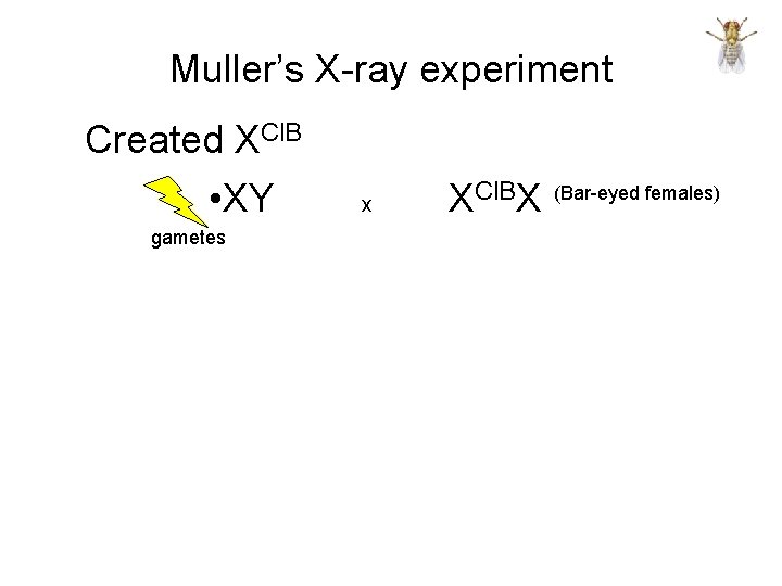 Muller’s X-ray experiment Created XCl. B • XY gametes x XCl. BX (Bar-eyed females)