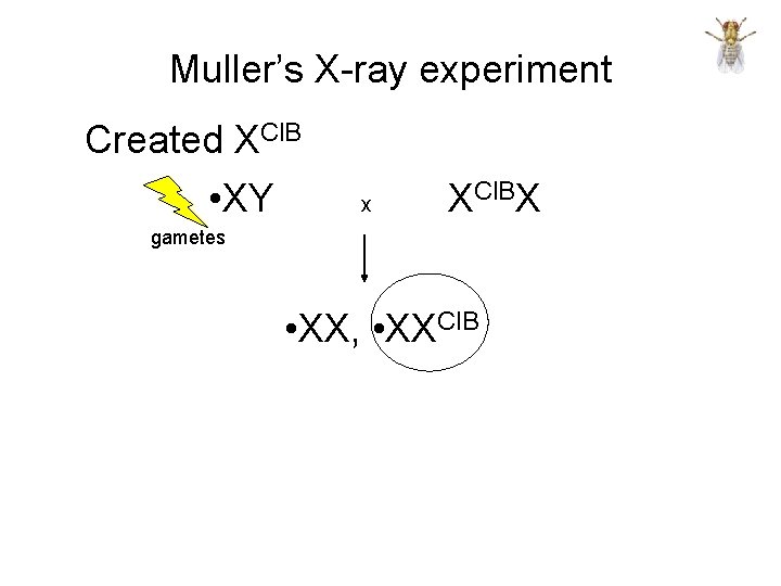 Muller’s X-ray experiment Created XCl. B • XY x XCl. BX gametes • XX,