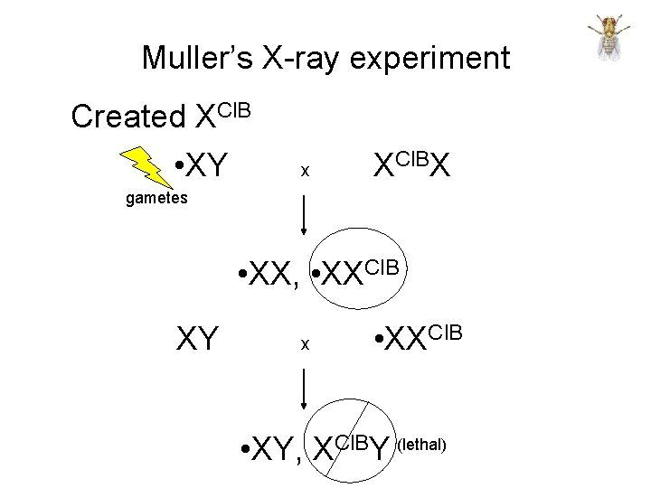 Muller’s X-ray experiment Created XCl. B • XY x XCl. BX gametes • XX,