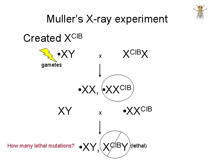 Muller’s X-ray experiment Created XCl. B • XY x XCl. BX gametes • XX,