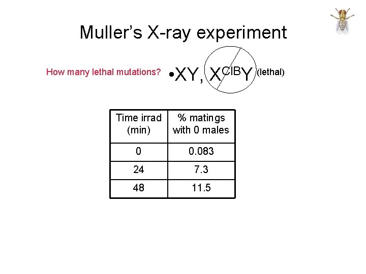 Muller’s X-ray experiment How many lethal mutations? • XY, XCl. BY (lethal) Time irrad