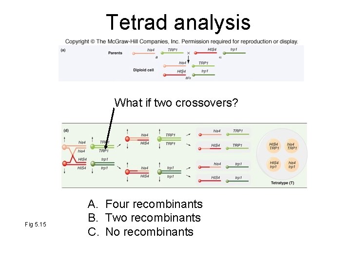 Tetrad analysis What if two crossovers? Fig 5. 15 A. Four recombinants B. Two