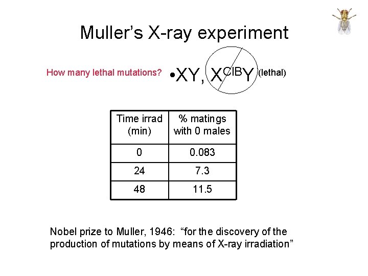 Muller’s X-ray experiment How many lethal mutations? • XY, XCl. BY (lethal) Time irrad