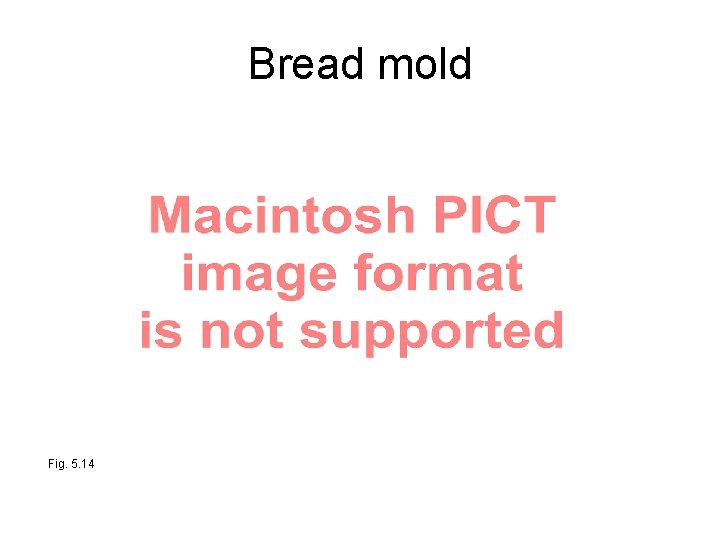 Bread mold Fig. 5. 14 