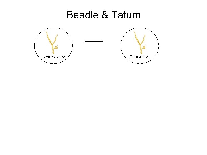 Beadle & Tatum Complete med Minimal med 