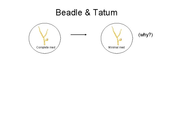 Beadle & Tatum (why? ) Complete med Minimal med 