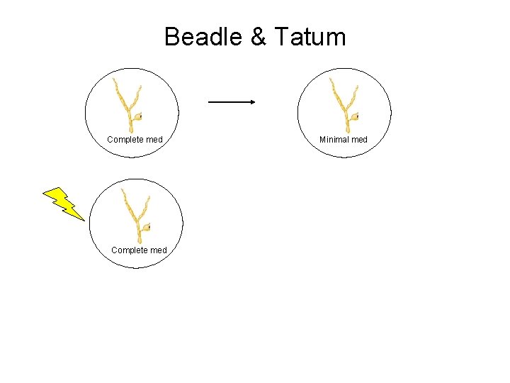 Beadle & Tatum Complete med Minimal med 