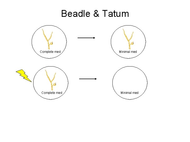 Beadle & Tatum Complete med Minimal med 