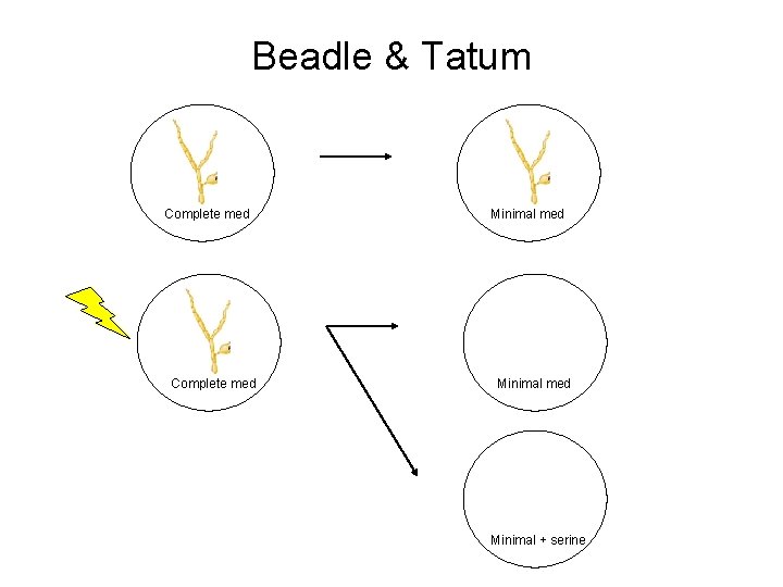 Beadle & Tatum Complete med Minimal + serine 