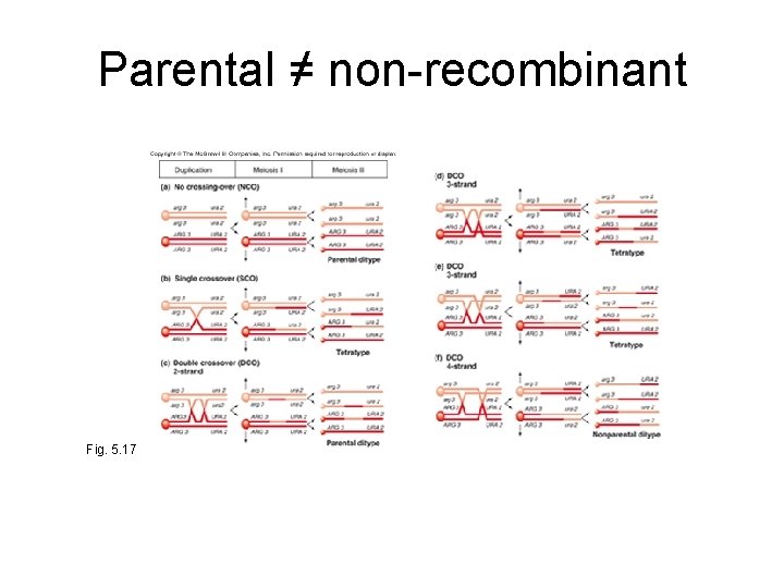 Parental ≠ non-recombinant Fig. 5. 17 