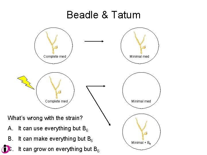Beadle & Tatum Complete med Minimal med What’s wrong with the strain? A. It