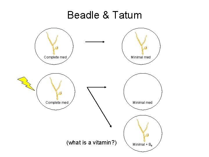 Beadle & Tatum Complete med Minimal med Complete med (what is a vitamin? )