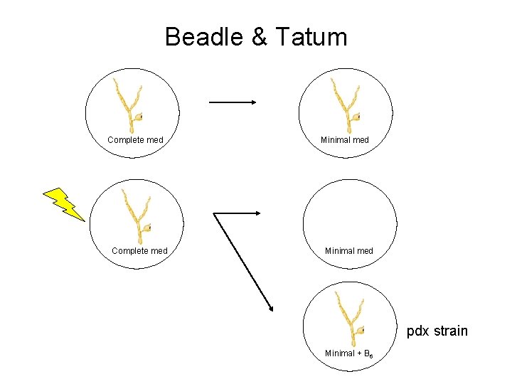 Beadle & Tatum Complete med Minimal med pdx strain Minimal + B 6 