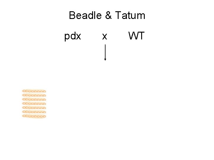 Beadle & Tatum pdx x WT 