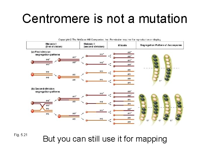 Centromere is not a mutation Fig. 5. 21 But you can still use it