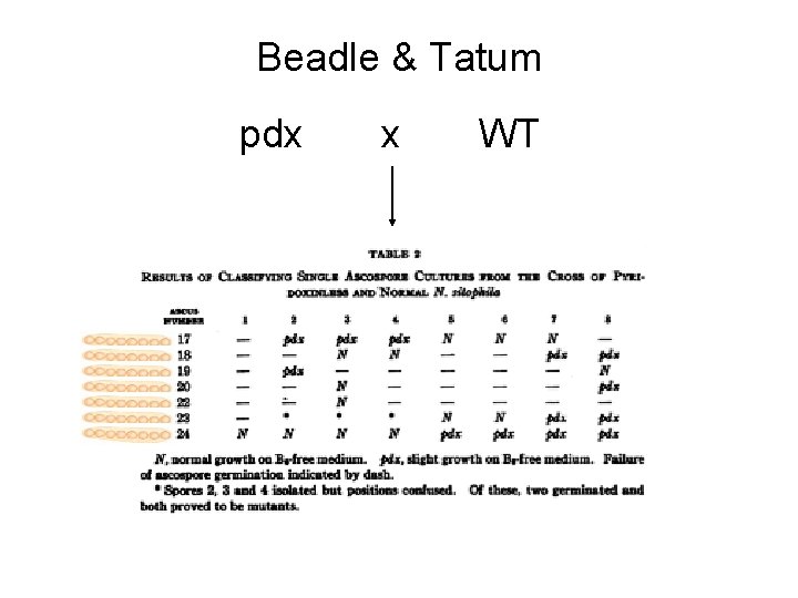 Beadle & Tatum pdx x WT 