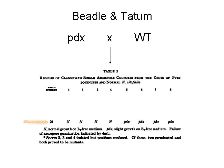 Beadle & Tatum pdx x WT 
