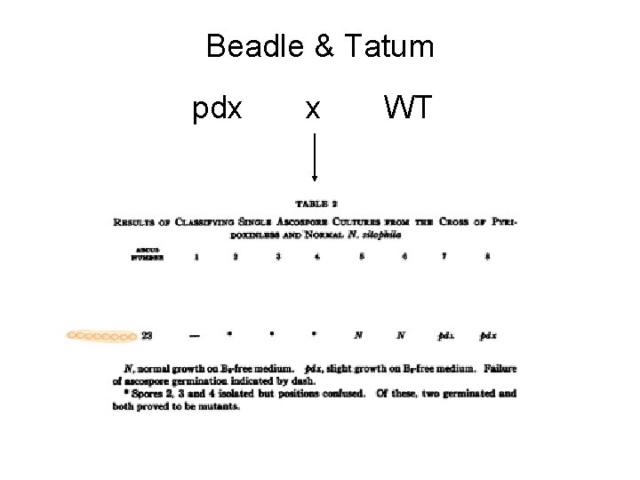 Beadle & Tatum pdx x WT 