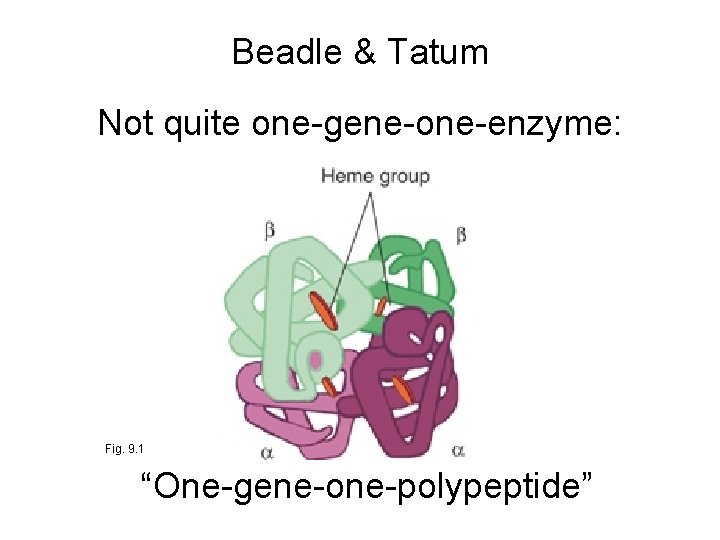 Beadle & Tatum Not quite one-gene-one-enzyme: Fig. 9. 1 “One-gene-one-polypeptide” 