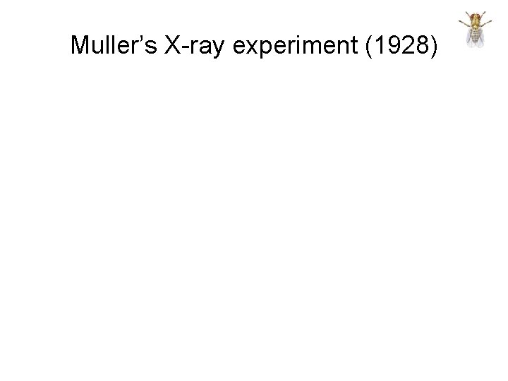Muller’s X-ray experiment (1928) 