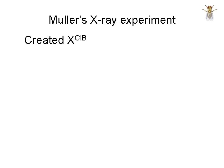 Muller’s X-ray experiment Created XCl. B 