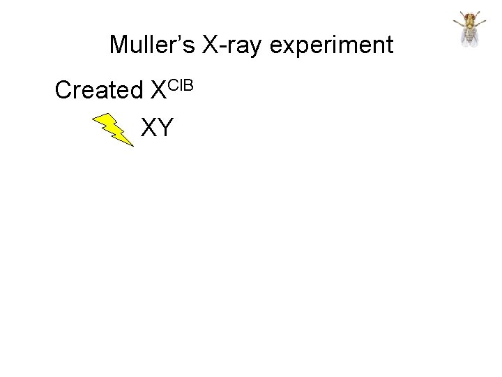 Muller’s X-ray experiment Created XCl. B XY 