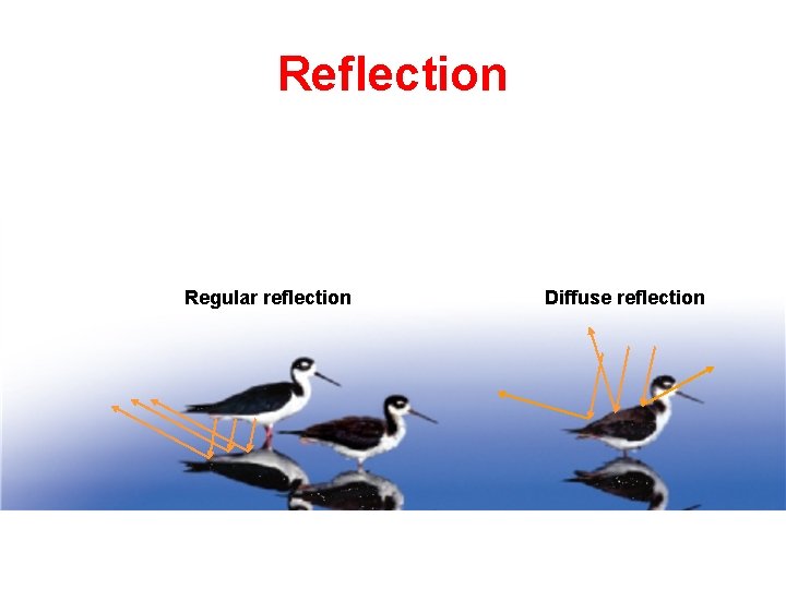 Reflection Regular reflection Diffuse reflection 