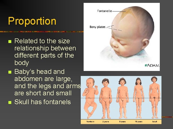 Proportion n Related to the size relationship between different parts of the body Baby’s