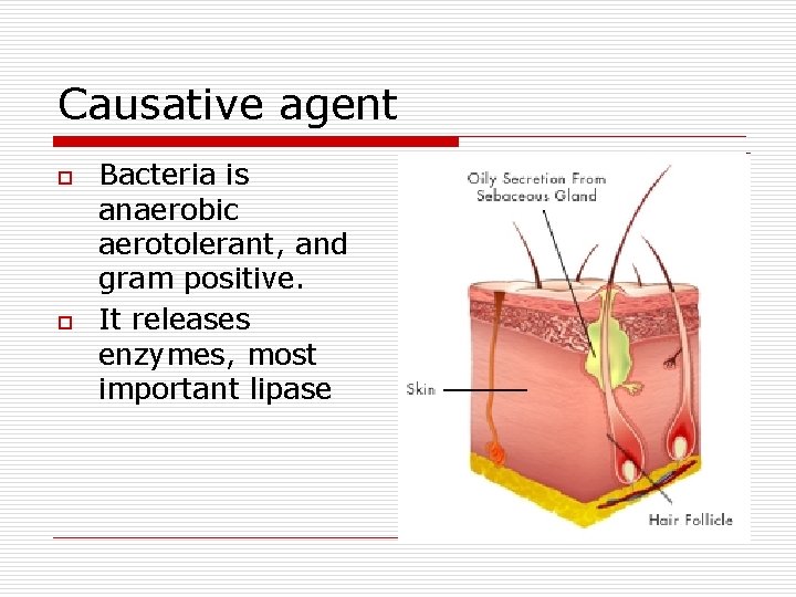 Causative agent o o Bacteria is anaerobic aerotolerant, and gram positive. It releases enzymes,