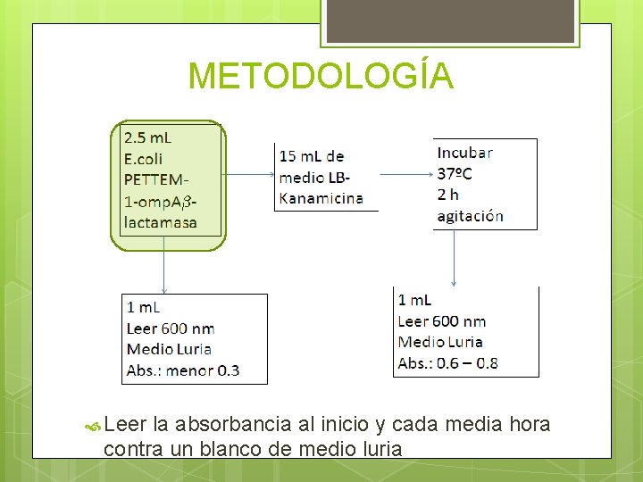 METODOLOGÍA Leer la absorbancia al inicio y cada media hora contra un blanco de