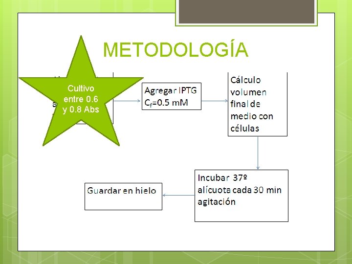 METODOLOGÍA Cultivo entre 0. 6 y 0. 8 Abs 