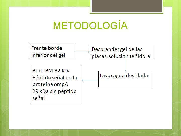 METODOLOGÍA 