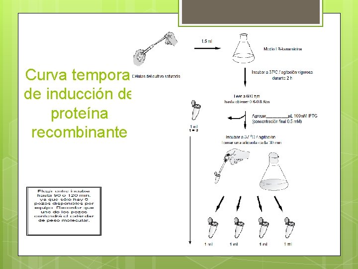 Curva temporal de inducción de proteína recombinante 