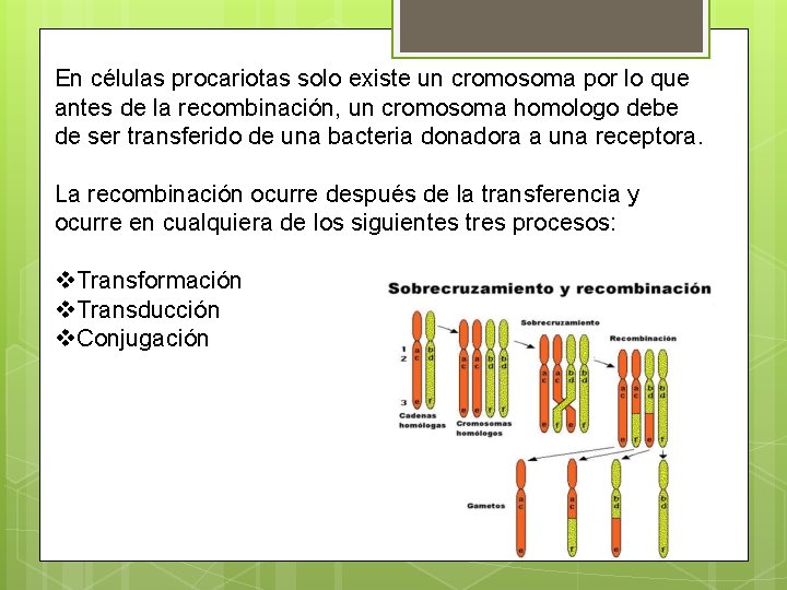 En células procariotas solo existe un cromosoma por lo que antes de la recombinación,